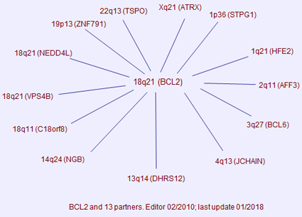 BCL2 partners